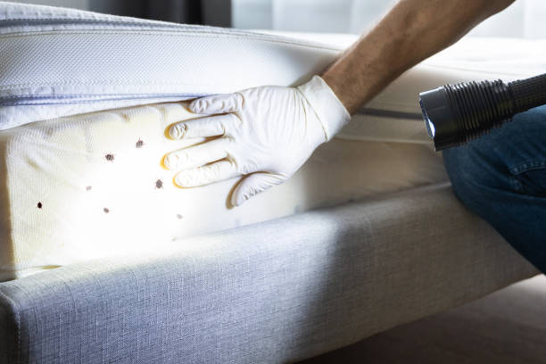 Best Affordable Pest Control Services  in Park Hill, OK