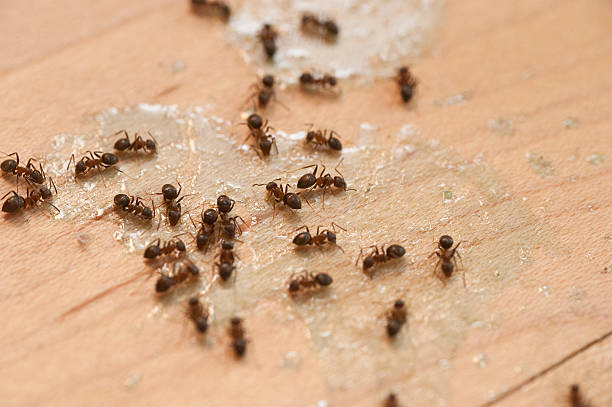 Best Commercial Pest Control Services  in Park Hill, OK